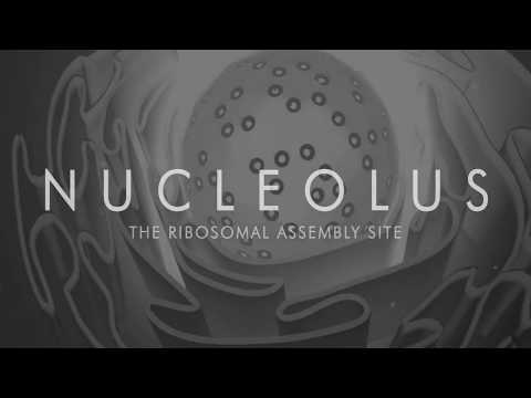 Shocking Truth About Nucleoli: Present During *This* Crucial Process