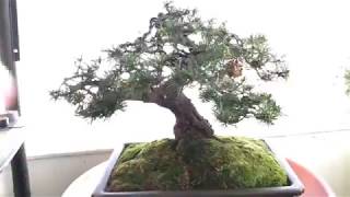 Jack pine (P. banksiana)
