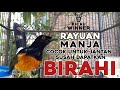 RAYUAN MAUT MURAI BATU BETINA MEMANGGIL JANTAN  | PANCINGAN MURAI BATU JANTAN AGAR MAU BUKA PARUH