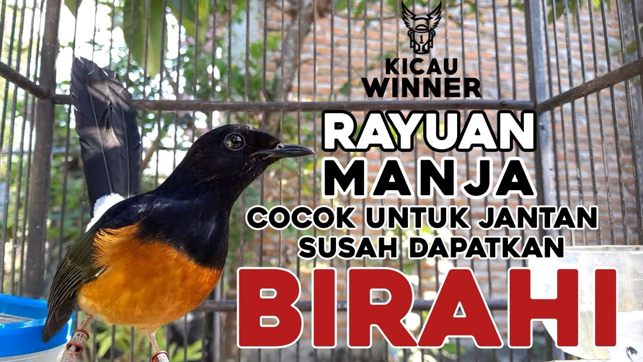 RAYUAN MAUT MURAI BATU BETINA MEMANGGIL JANTAN  | PANCINGAN MURAI BATU JANTAN AGAR MAU BUKA PARUH