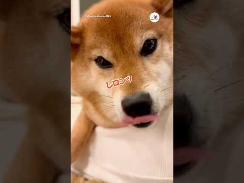 喋りながらレロンッを連発する柴犬|PECO