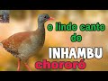 canto do inhambu chororó a meio metro