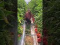 Tomato Farming se 10 Lakh Profit 💰 | Tamatar Ki Scientific Kheti | Hybrid Tomato full  Cultivation 🍅