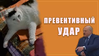 Кот Бендер: "Превентивный удар"