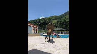 Lady’s Spontaneous Pool Jump to Avoid a Strolling Young Steer