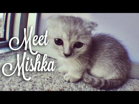 Видео: Picking up Mishka! Cute Scottishfold Munchkin Kitten