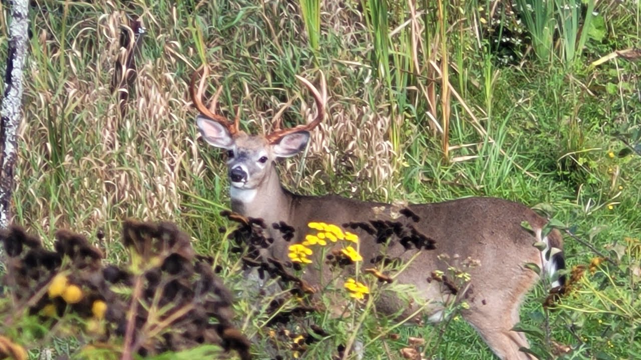 2022 Deer Bow Season YouTube