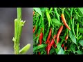 Grafting Pepper Plant