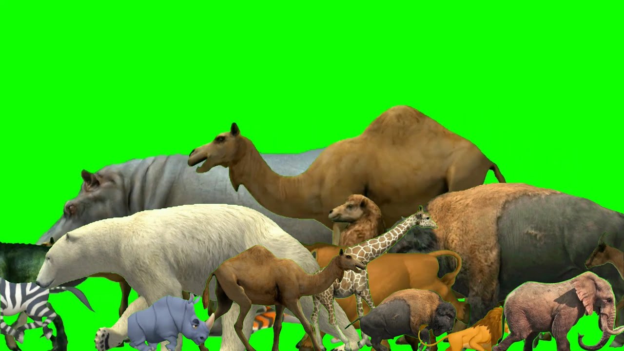 Animals Stampede Stampede Animals Stampede Animals Green Screen animals-stampede-stampede-animals-stampede-animals-green-screen