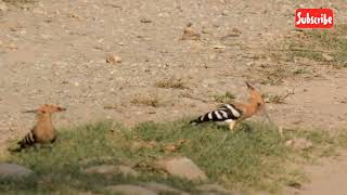 Eurasian hoopoe | Upupa epops| Birds | Jim Corbett screenshot 4