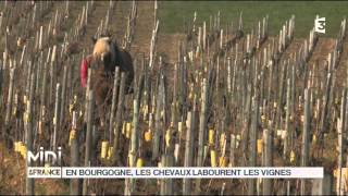 ANIMAUX : En Bourgogne, les chevaux labourent les vignes