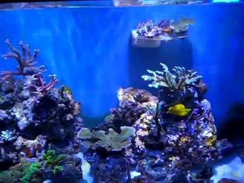 Queens Reeef Queens Reef.MP4 - YouTube