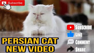নতুন বাসায় এসে বিড়ালগুলো এ কি করলো!! Persian Cat New Video 2023 || @rusha669 #persiancat #cats by Rusha's Creativity  193 views 6 months ago 5 minutes, 49 seconds