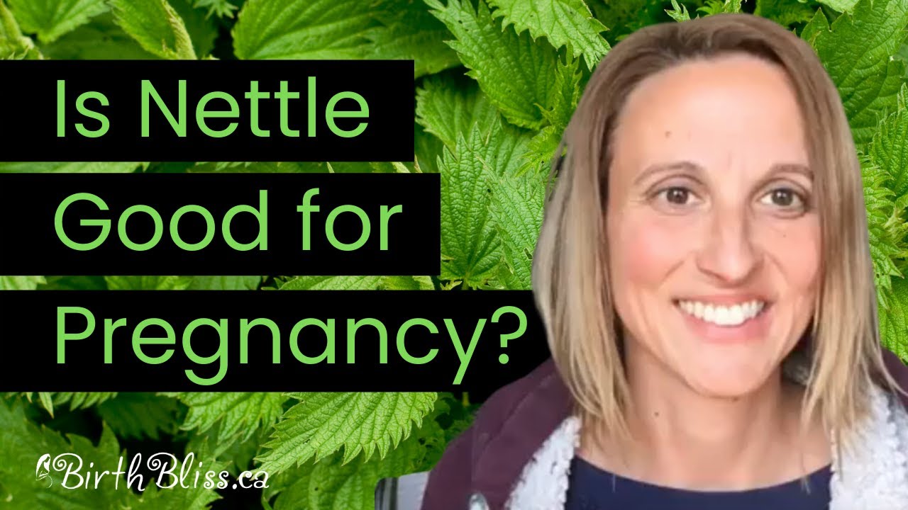 Why Nettle Leaf is Really Good for Pregnancy YouTube