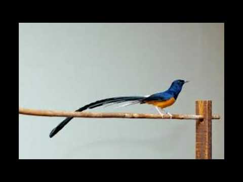 masteran-burung-murai-batu-dan-kacer