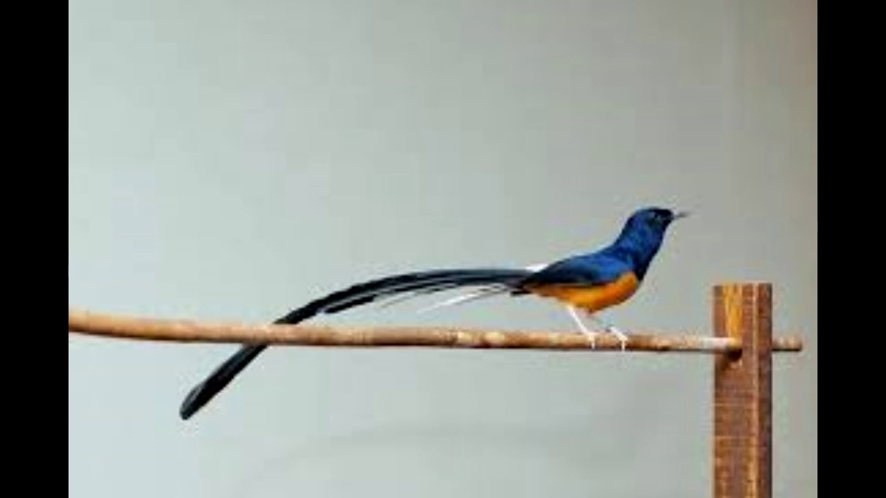 Masteran Burung Murai Batu dan Kacer 