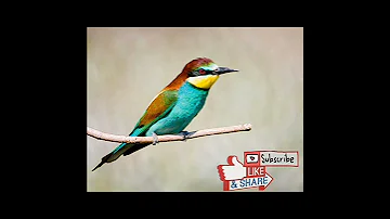 أقوى صوت لذكر الورور Abejarucos Song رابط الفيديو كامل بأول تعليق 