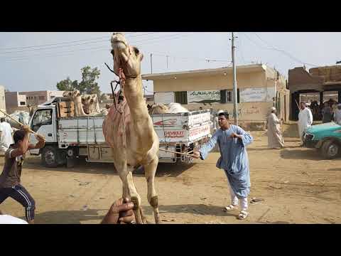جمل في سوق الجمال برقاش 40الف صلي علي النبي يكسب