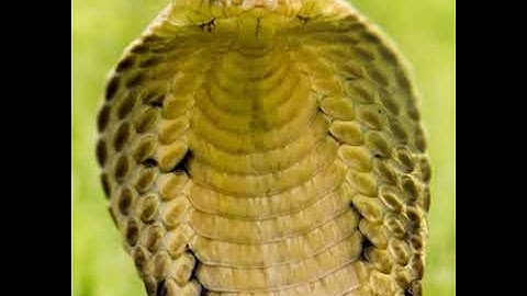 Nọc rắn có mấy loại?