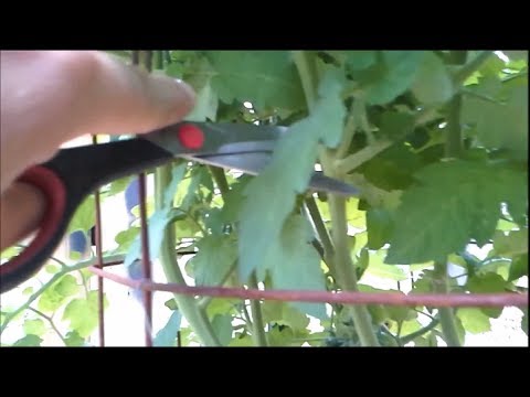 How I prune my Determinate Roma Tomatoes