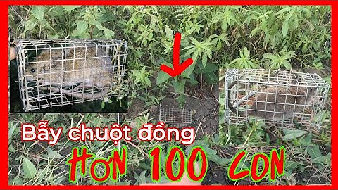 Bẫy chuột đồng, chỉ có một buổi sáng tôi đã thu phục hơn 100 con chuột @Kyanhvlogs
