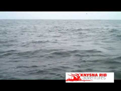video phone lyrics Knysna Rib Adventure
