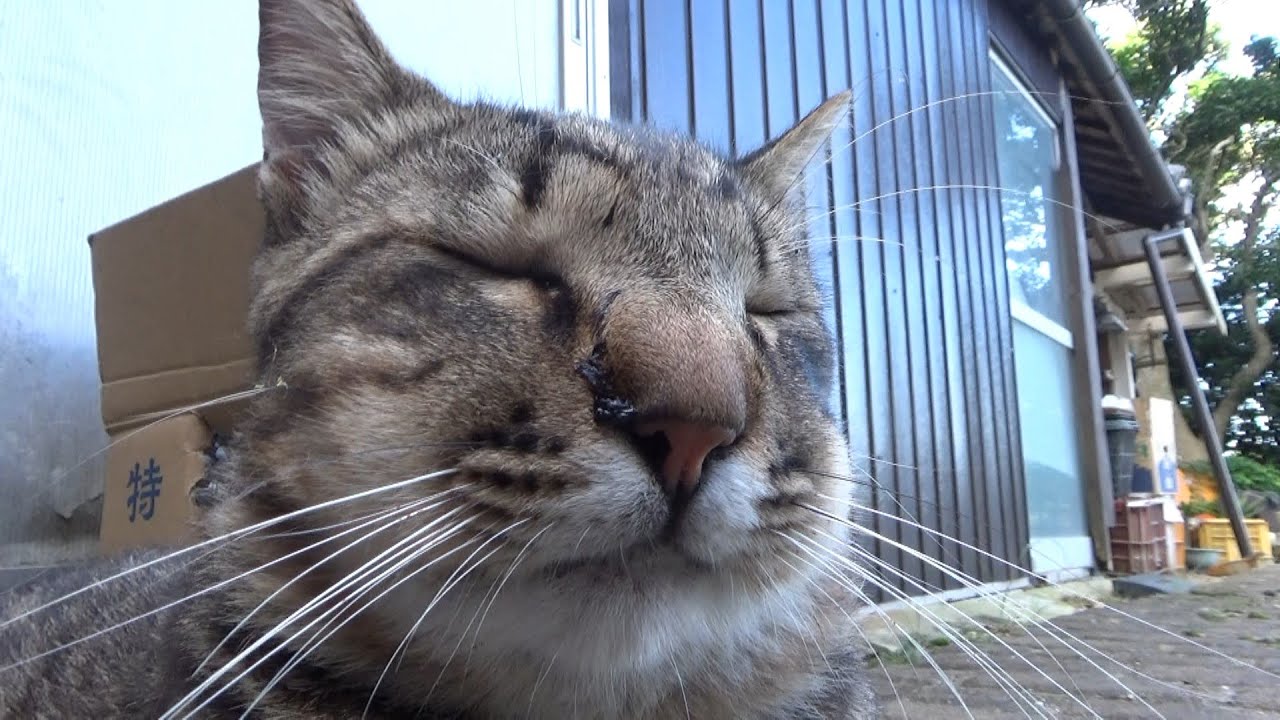 マムシにやられてもすぐ復活した猫 - YouTube