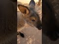 Wallaby walk-in attraction @ The Living Desert (see description) #GreaterPalmSprings