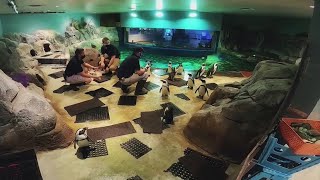 Odysea Aquarium offering virtual animal encounters | FOX 10 News