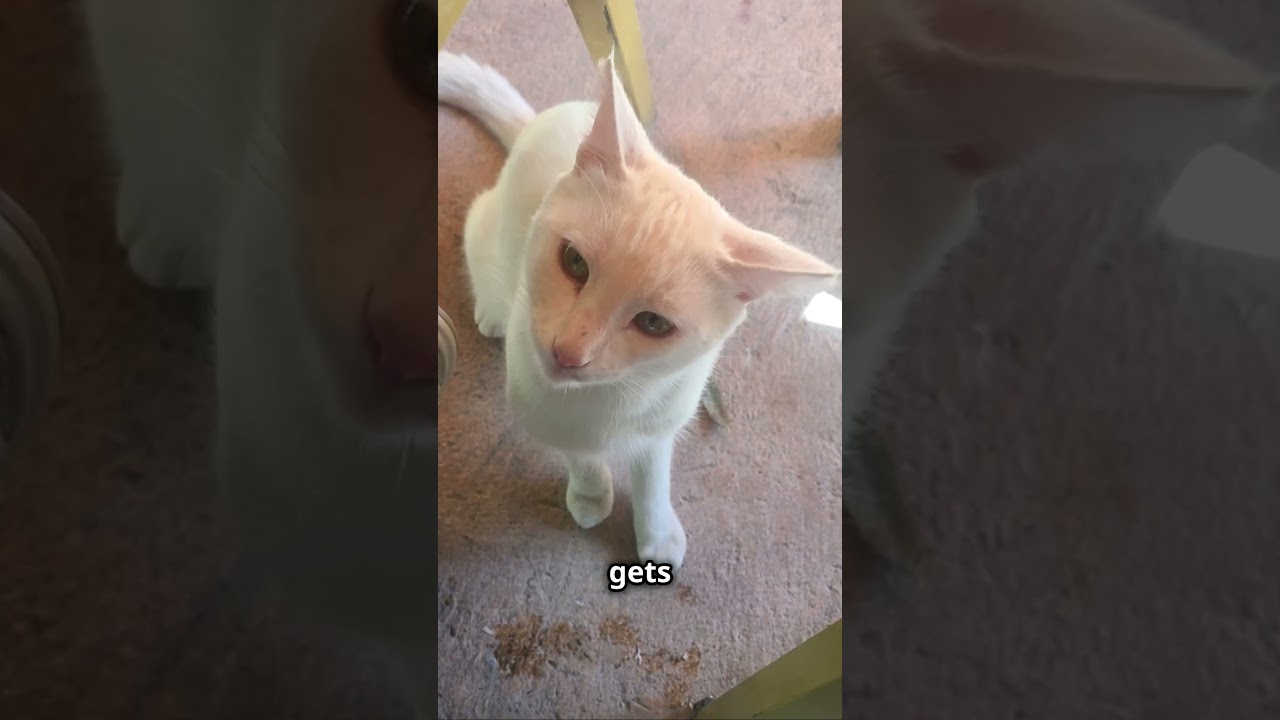 Happy Cats of Istanbul: A Purrfect Coexistence