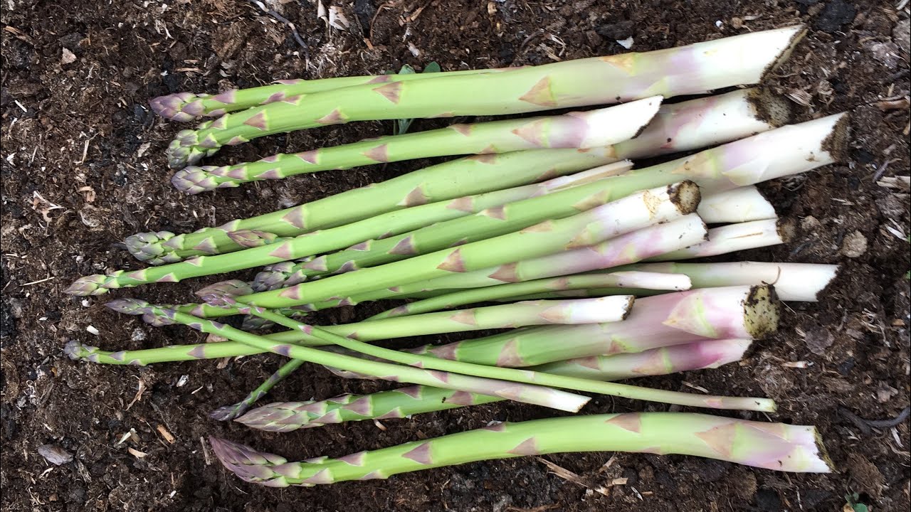 Harvesting Asparagus YouTube