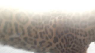 Jaguar pacing back and forth ,does anyone know why