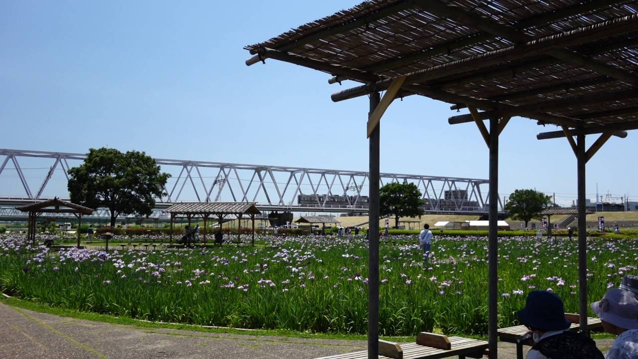 black mirror season 5 小岩菖蒲園まつり 2016　Iris Festa in Koiwa iris garden