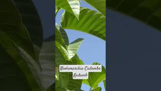 Neolamarckia Cadamba I Kadamb I Flora I Punjab