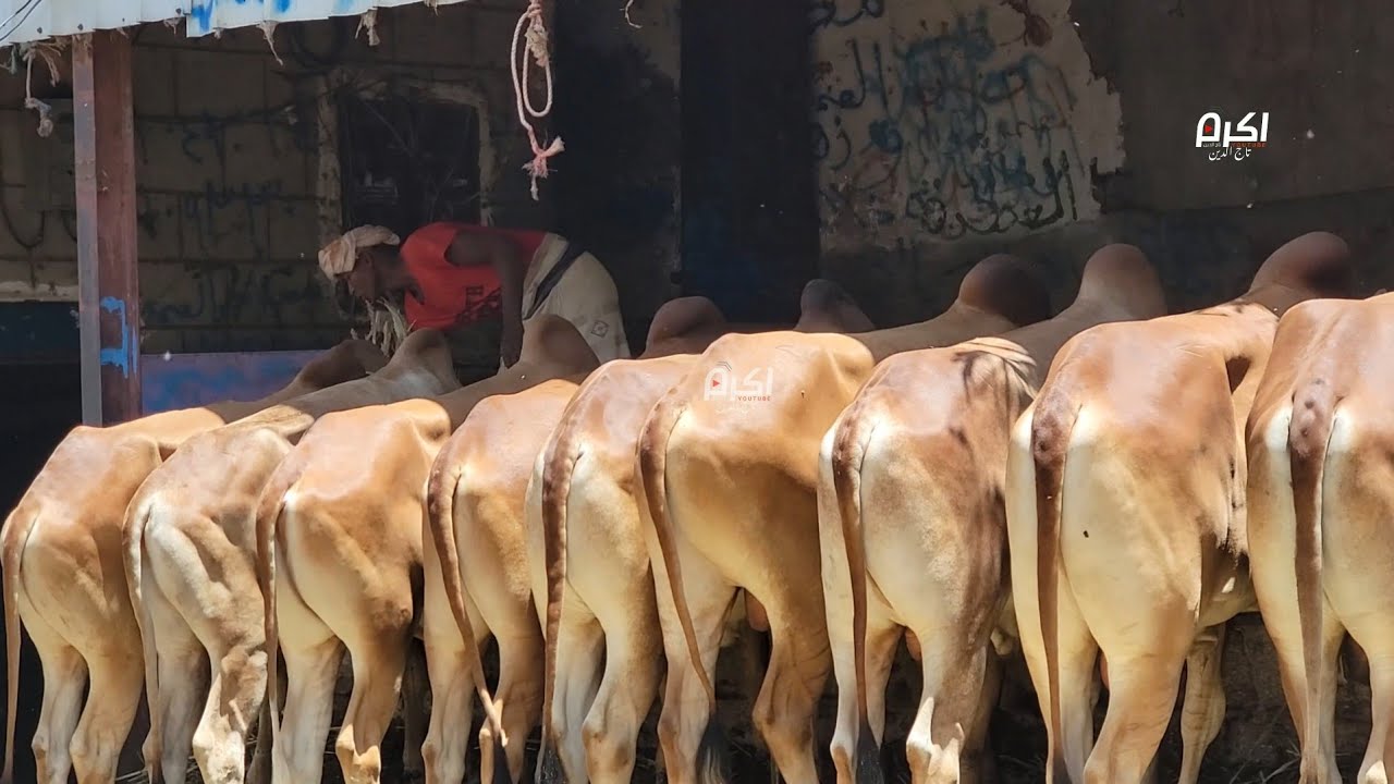 اسعار أضاحي العيد اليوم في صنعاء سوق الجملة  في نقم  #البقر #الكباش
