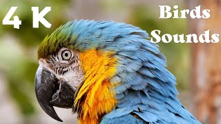 4k Beautiful Birds Sounds in the Forest/Красивый звук птиц в лесу 4k
