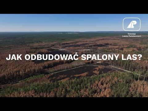 1,000 hectares of burned forest. What's next for the Solska Forest?