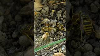 Download Mp3 Just a few drunk bees and wasps hanging out together. Gotta sober up before flying home #bees #wasp Gudang lagu Download Mp3 Just a few drunk bees and wasps hanging out together. Gotta sober up before flying home #bees #wasp