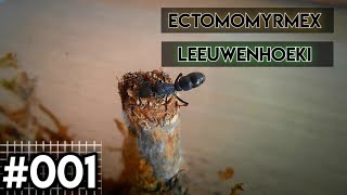 Ectomomyrmex Leeuwenhoeki Die Kolonie Entwickelt Sich Hervorragend