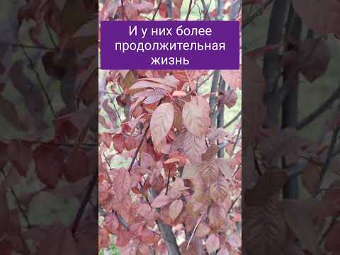 Если вы родились осенью то должны знать это Autumn 
