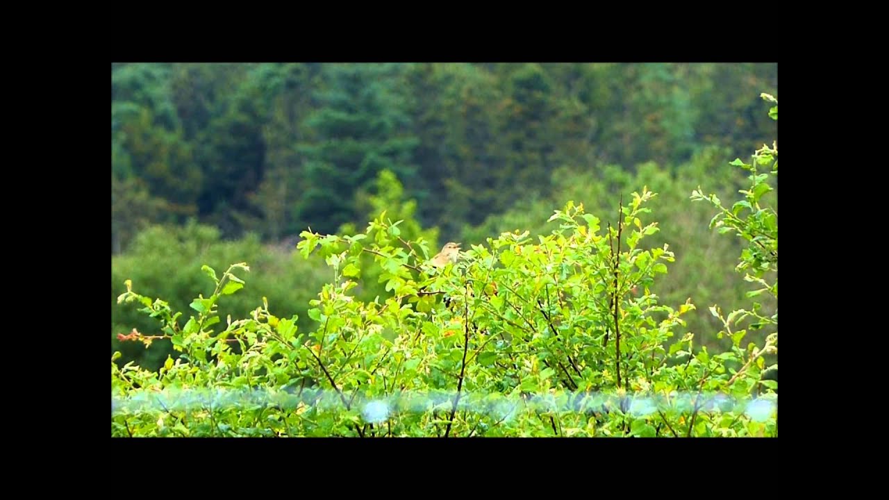 camera iphone 8 plus apk Grasshopper Warbler reeling