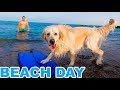 My Funny Dog Loves to Relax on the Beach and Swim in the Sea
