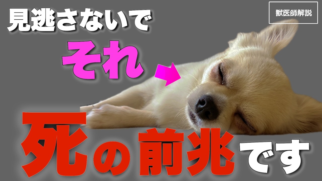 【寿命】犬が亡くなる前に見せる5つの前兆を獣医師が解説