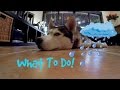 Download What to do With Your Dog on Rainy Days! Download Lagu Mp3 Terbaru, Top Chart Indonesia 2018
