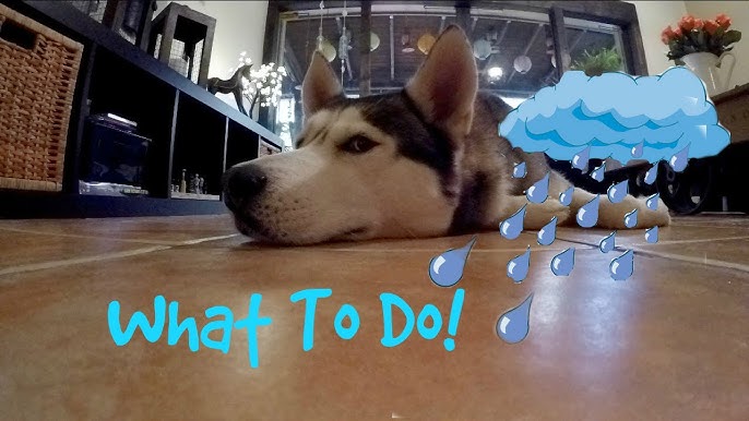 How To Keep Your Dog Busy On A Rainy Day: 4 Trainer Approved Tips – St.  PetersBARK