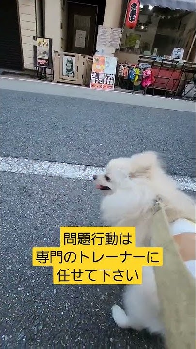 犬ふれ合いカフェ ドルボムtv Dog Traniner Kim Youtube