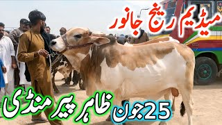 Today Zahir Pir Cow Mandi Fresh Latest Update | Sahiwal Cholistani Ablk Bachre | Zahir Peer Mandi