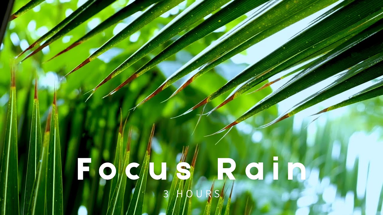 Study Rain Sounds – Light Thunder (3 Hours) | Forest Focus