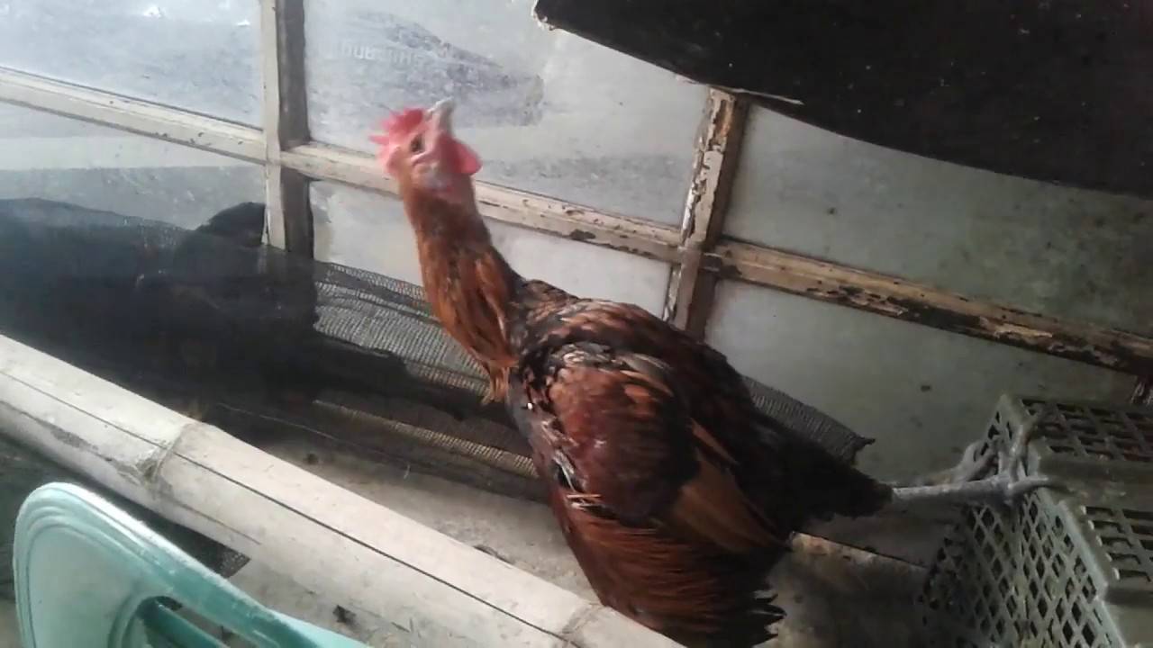 Anakan ayam pelung umur 5 bulan belajar kokok 