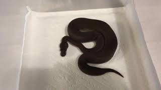 3/30/21 Male Black Pastel Cinnamon Ball Python Profile